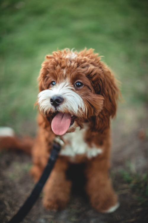 Cavapoo Puppy For Sale - Pilesgrove Pups